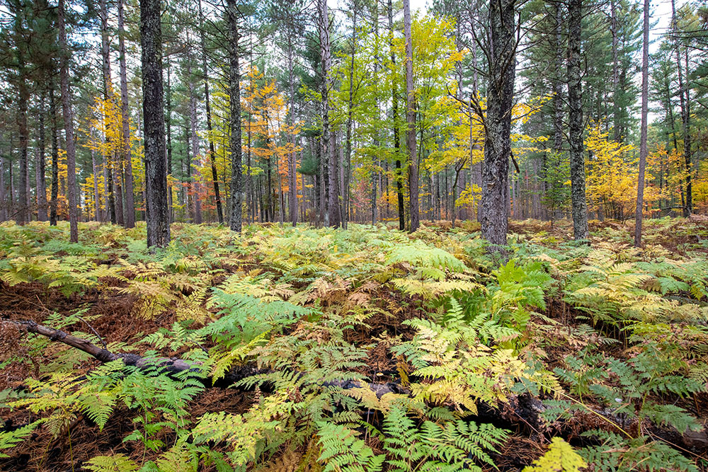 A forest with ferns densely covering the ground in Michigan's Pigeon River Country State Forest.